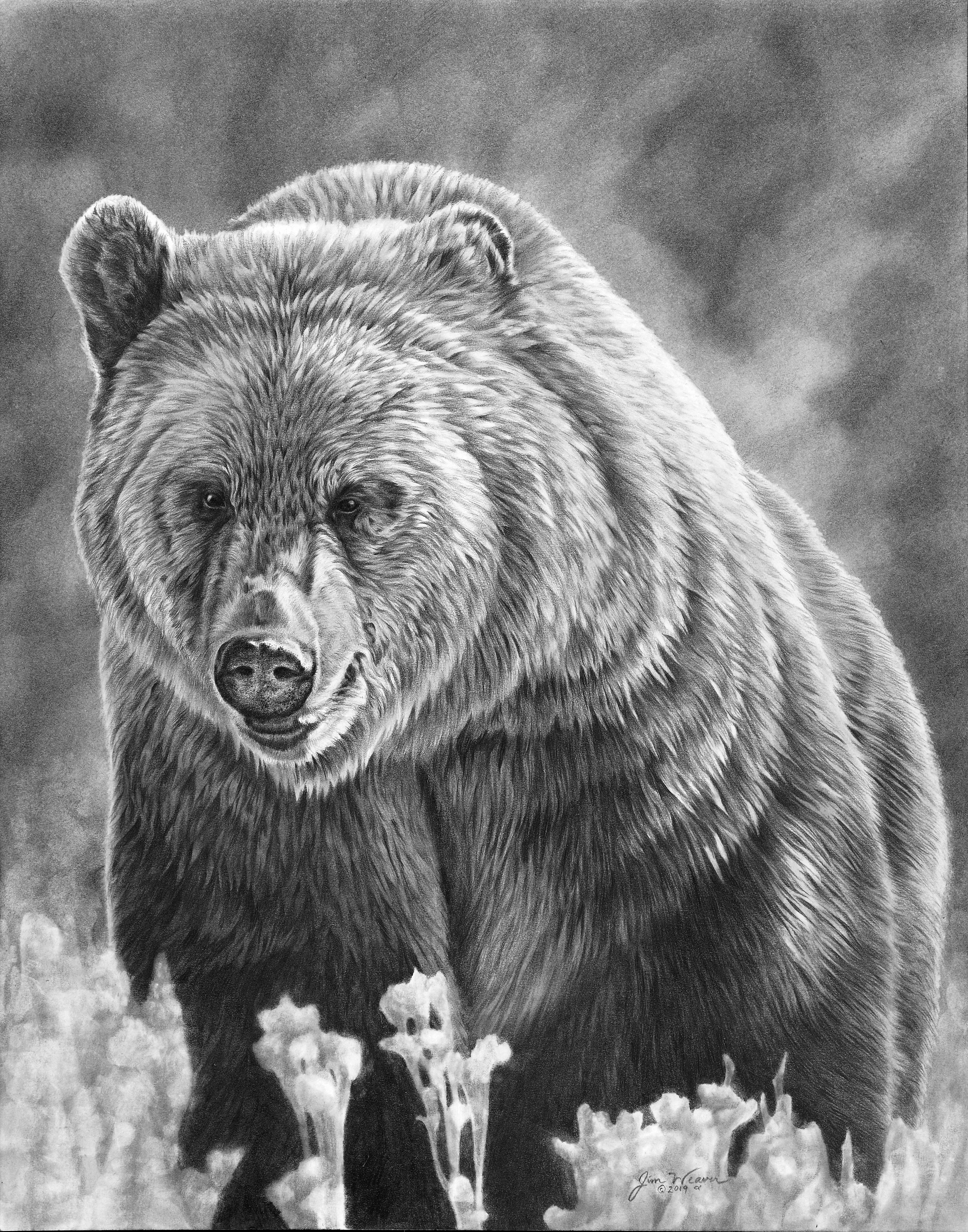 bear pencil drawing