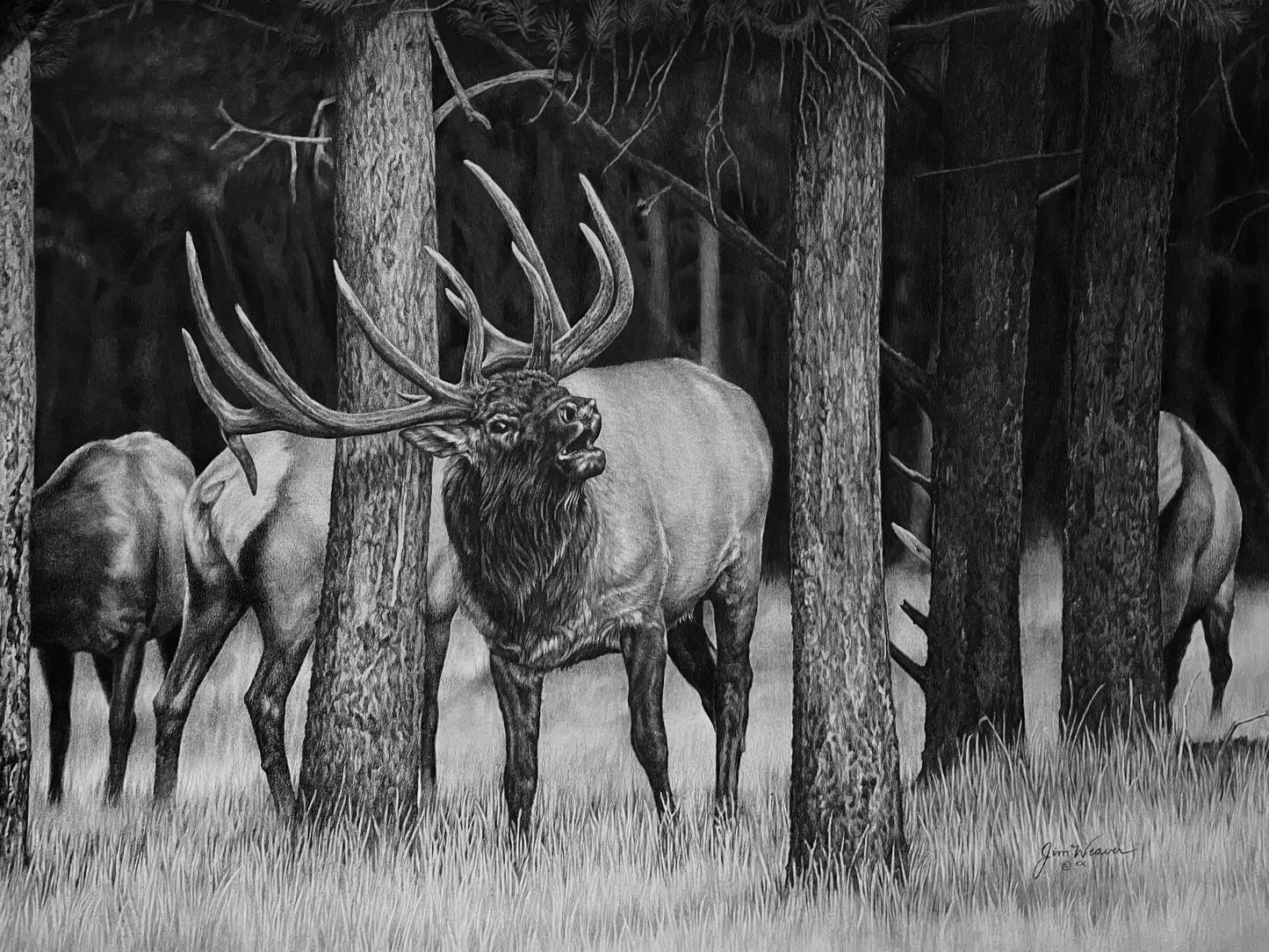 "Into Deep Timber" PRINTS