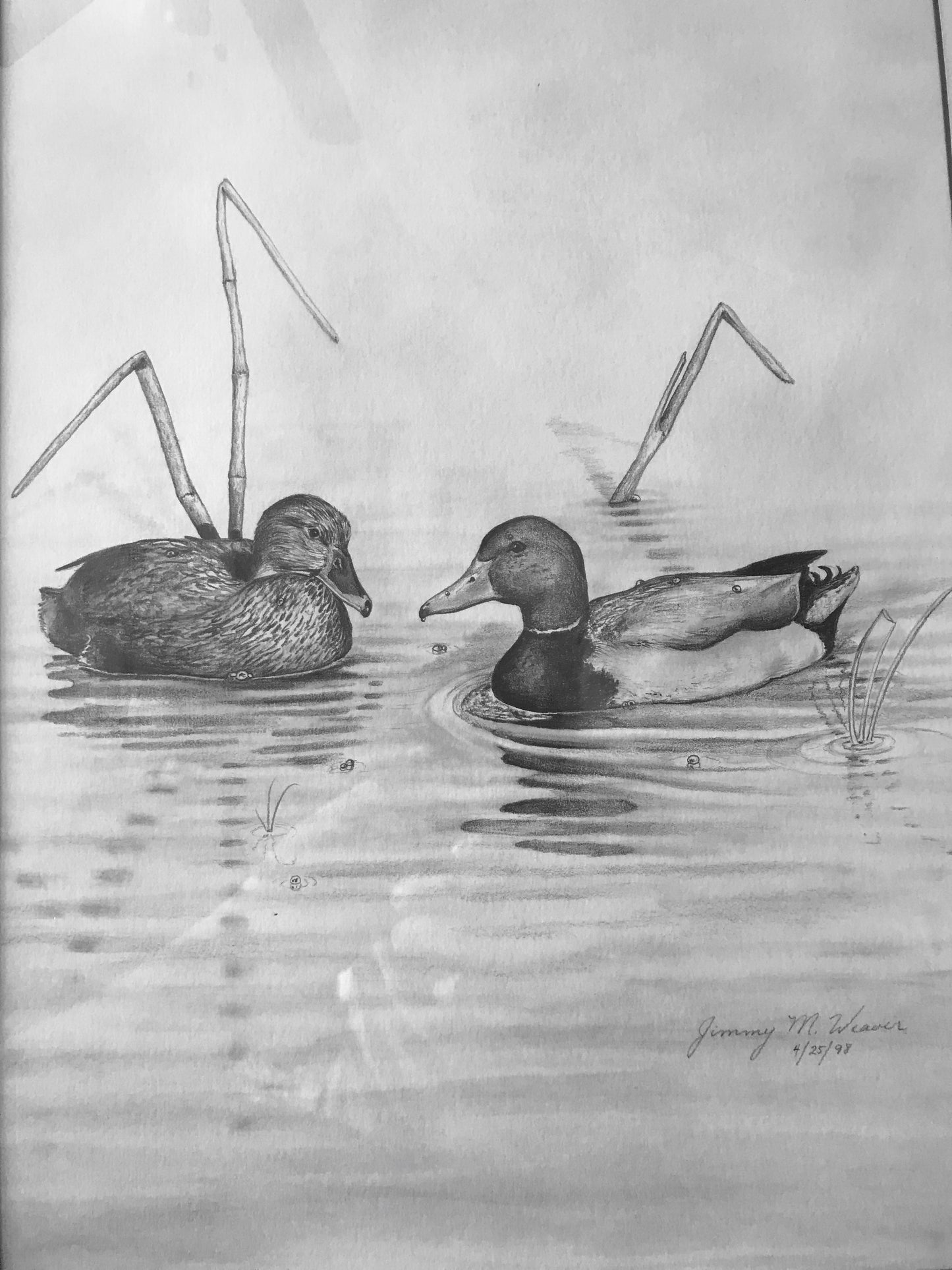 Mallard Pair