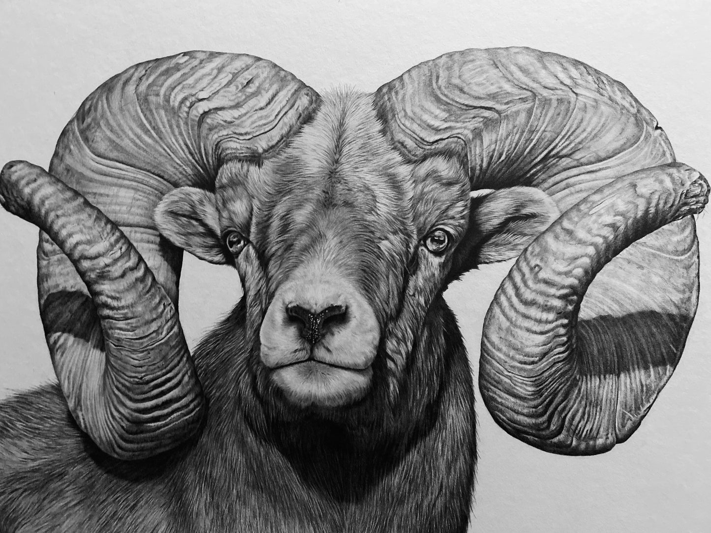 “Champion” ORIGINAL