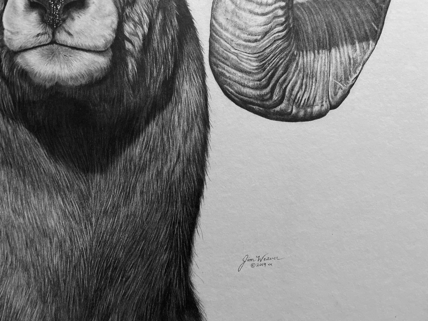 “Champion” PRINTS
