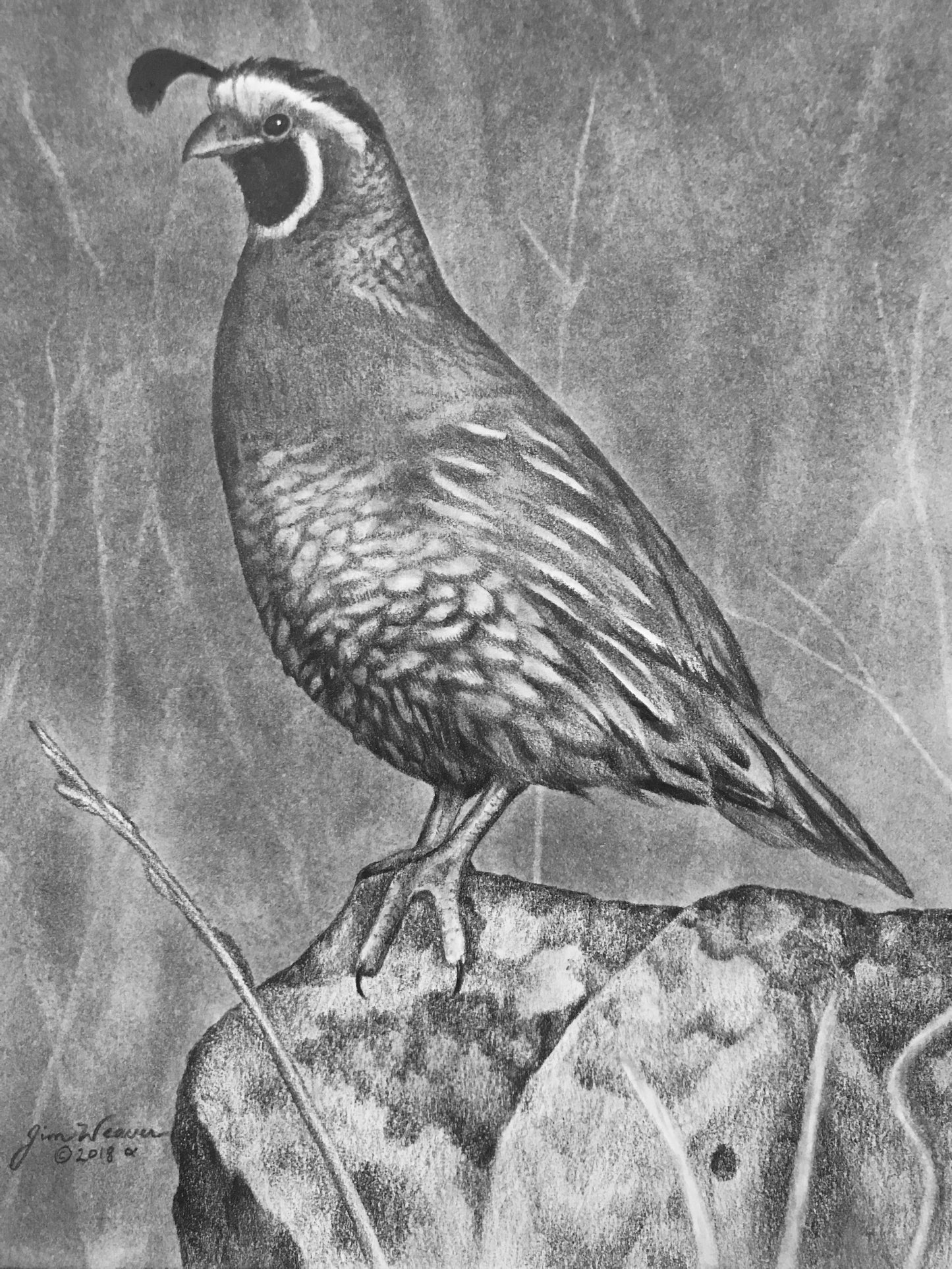 California Quail Study