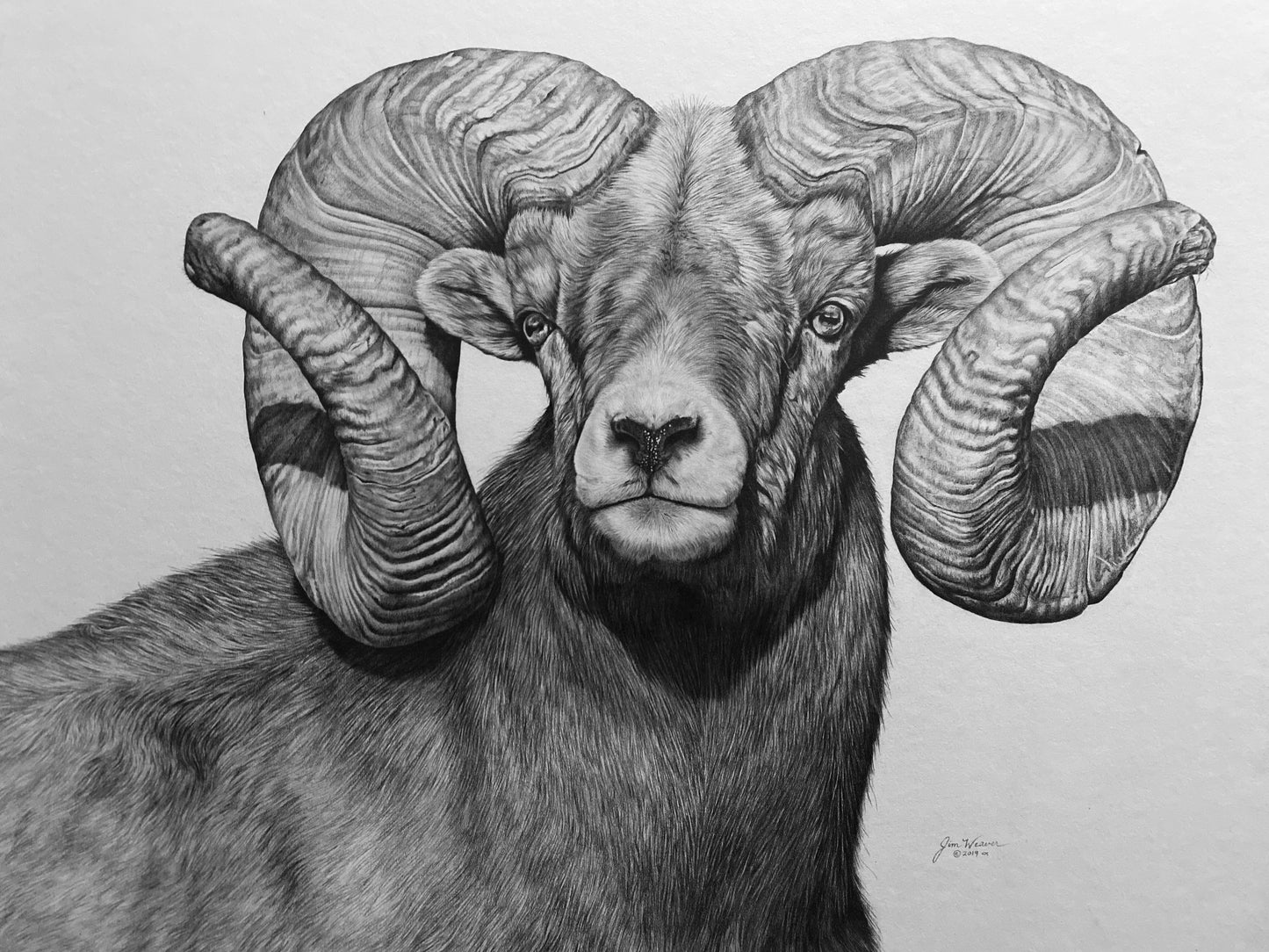 “Champion” ORIGINAL