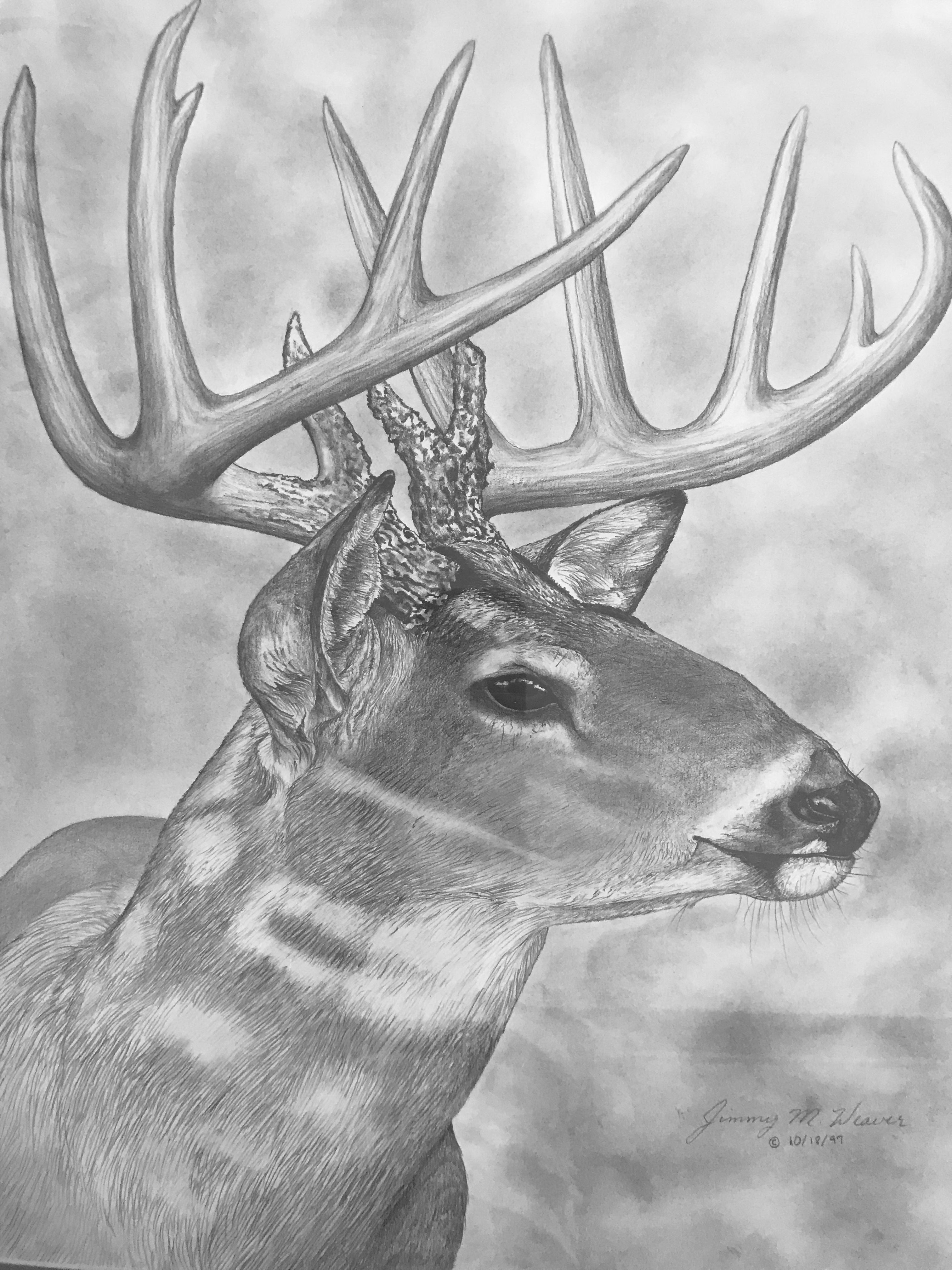 Whitetail Deer Pencil Drawings Original 'Whitetail Deer' – Thistle