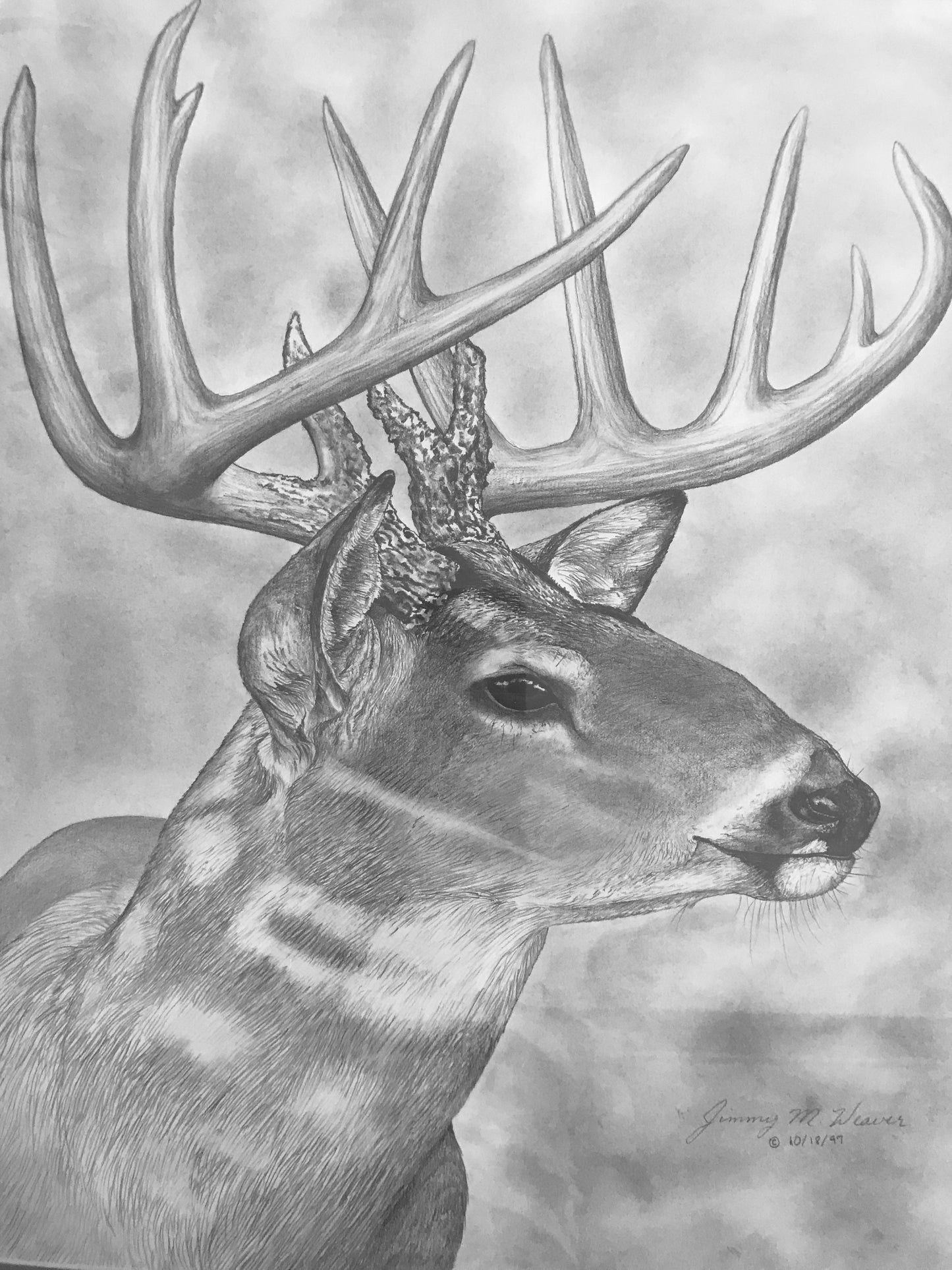 Whitetail Buck Portrait