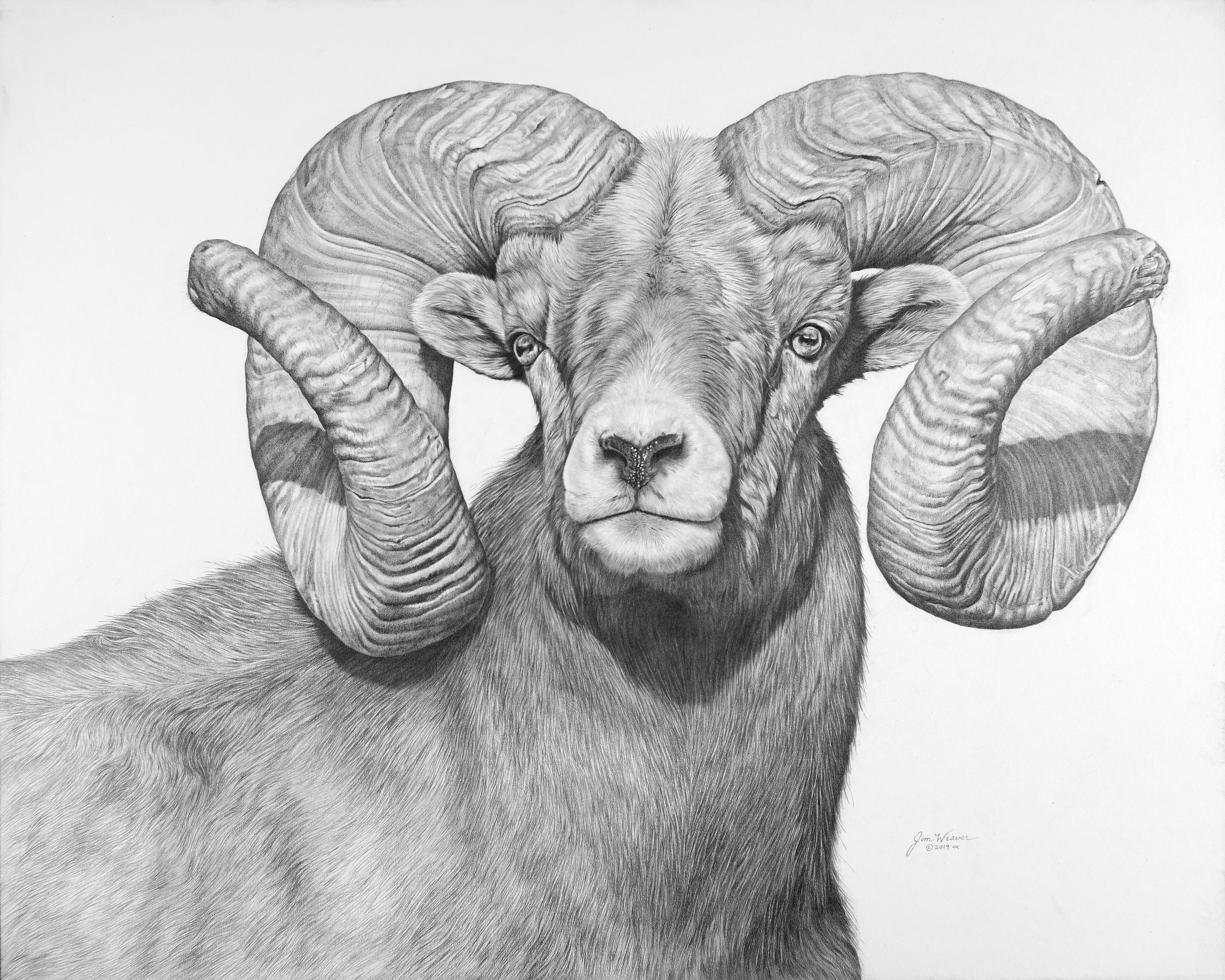 How To Draw A Bighorn Sheep Head How To Draw A Bighorn Sheep Head